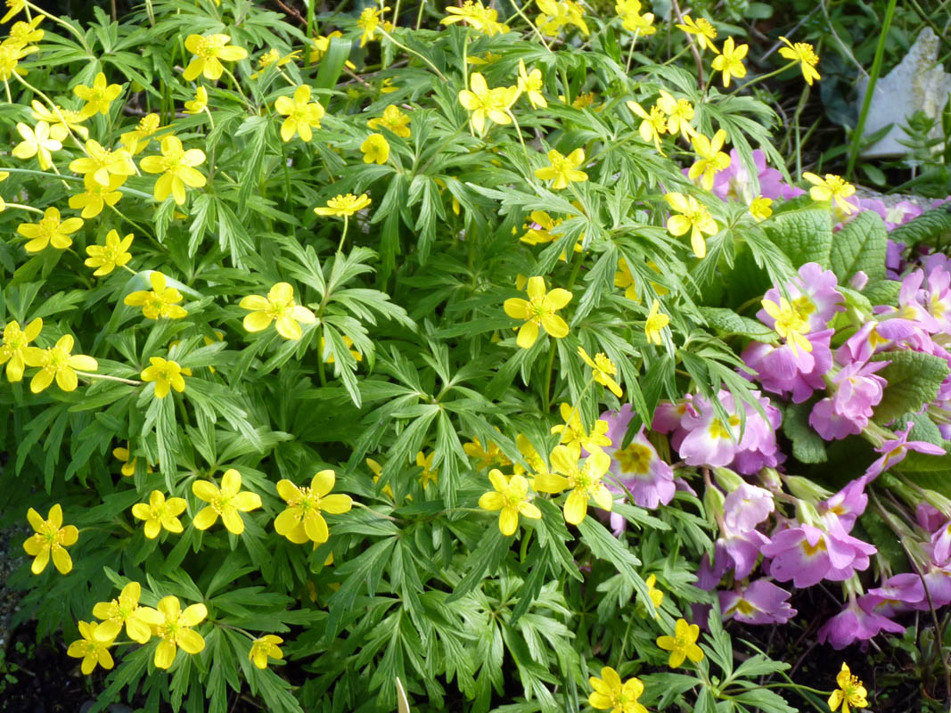 Anemone ranunculoides